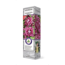 Клематис ботанический "Пурпуреа Плена Элеганс", туба, 1 шт, Весна 2024