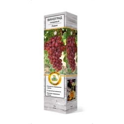 Виноград плодовый "Ливия", туба, 1 шт, Весна 2024